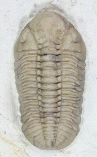 Beautiful Lochovella (Reedops) Trilobite - Oklahoma #23858